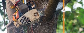 Best Lawn Grading and Leveling  in Guerneville, CA