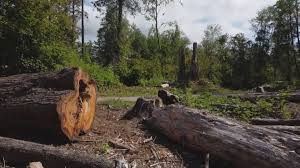 Best Tree Maintenance Programs  in Guerneville, CA