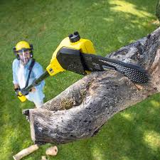 Best Tree Removal  in Guerneville, CA