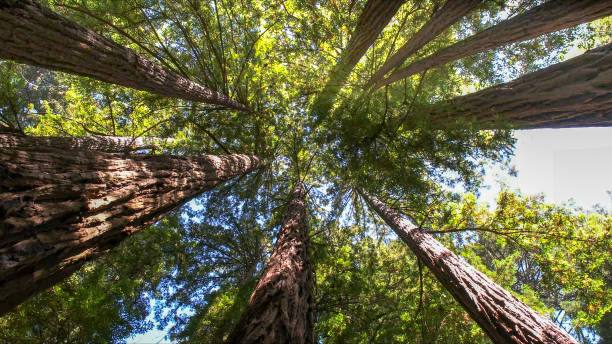 Best Hazardous Tree Removal  in Guerneville, CA