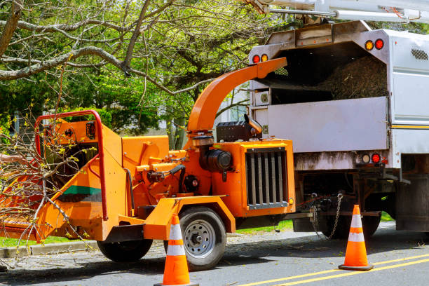 Best Tree Mulching  in Guerneville, CA