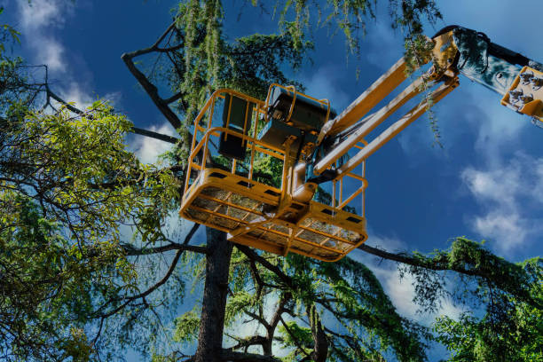 Best Tree Cabling and Bracing  in Guerneville, CA