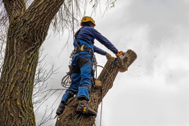Best Commercial Tree Services  in Guerneville, CA