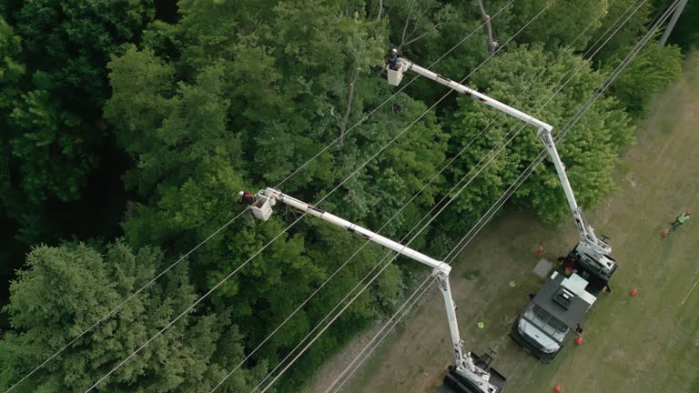 Best Root Management and Removal  in Guerneville, CA
