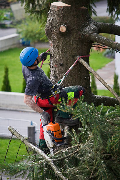 Best Aeration Services  in Guerneville, CA