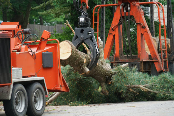 Best Arborist Consultation Services  in Guerneville, CA