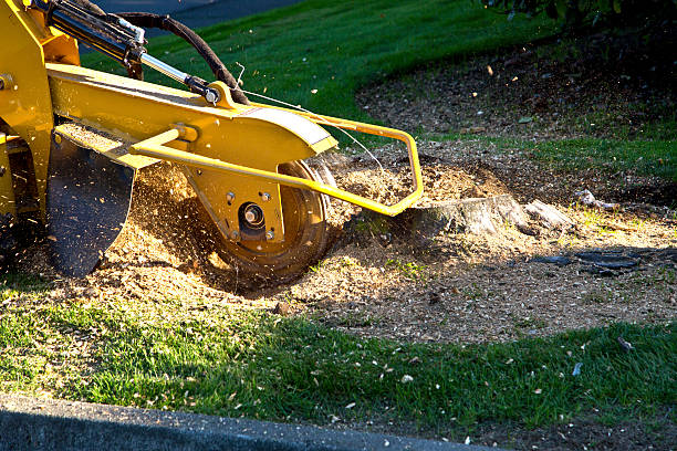 Best Hedge Trimming  in Guerneville, CA