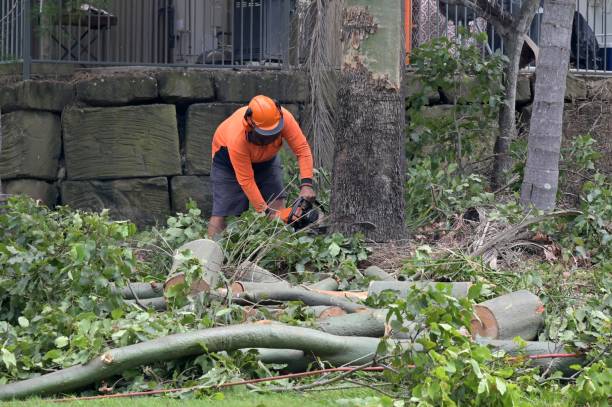 How Our Tree Care Process Works  in  Guerneville, CA