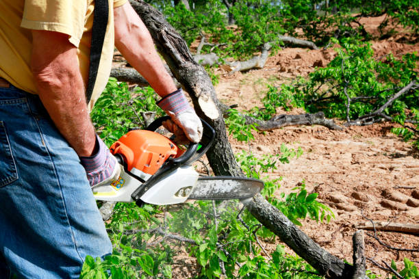 Best Lawn Drainage Solutions  in Guerneville, CA